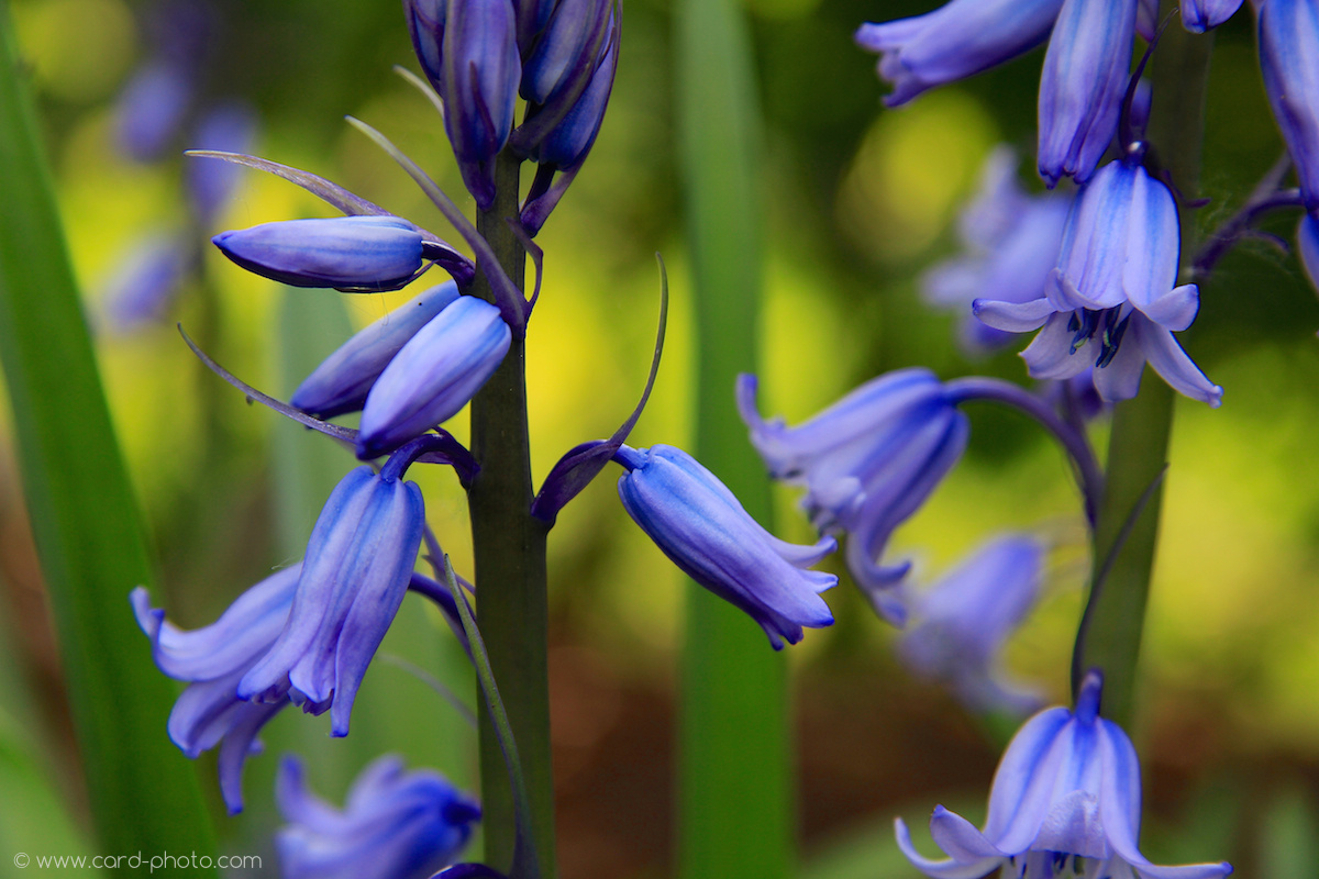 Bluebells - Beautiful By Nature