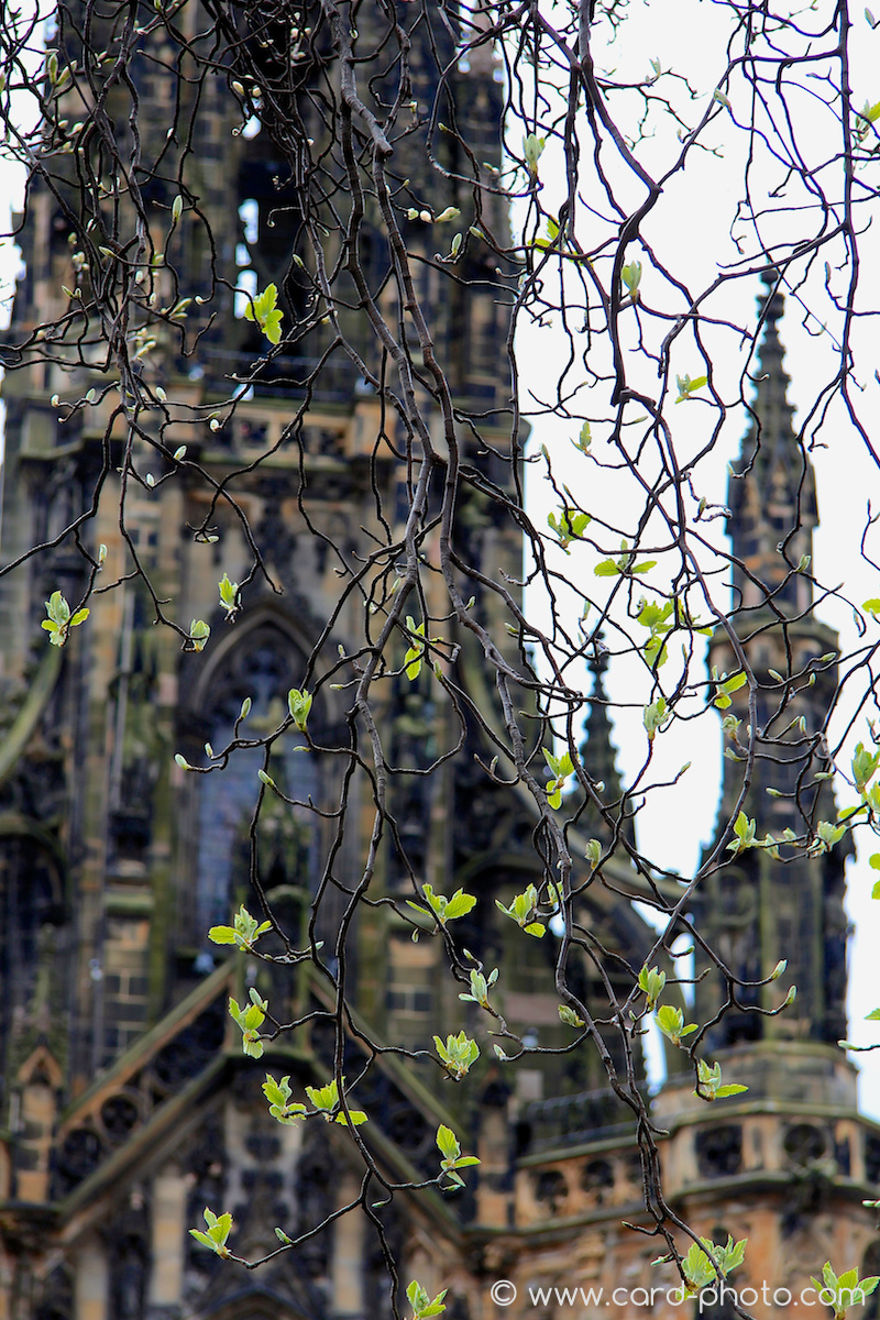 Edinburgh - Urban Trees